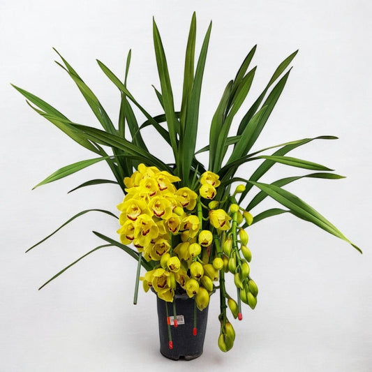Cymbidium Plant - Yellow