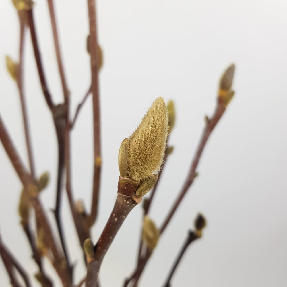 Purple Magnolia
