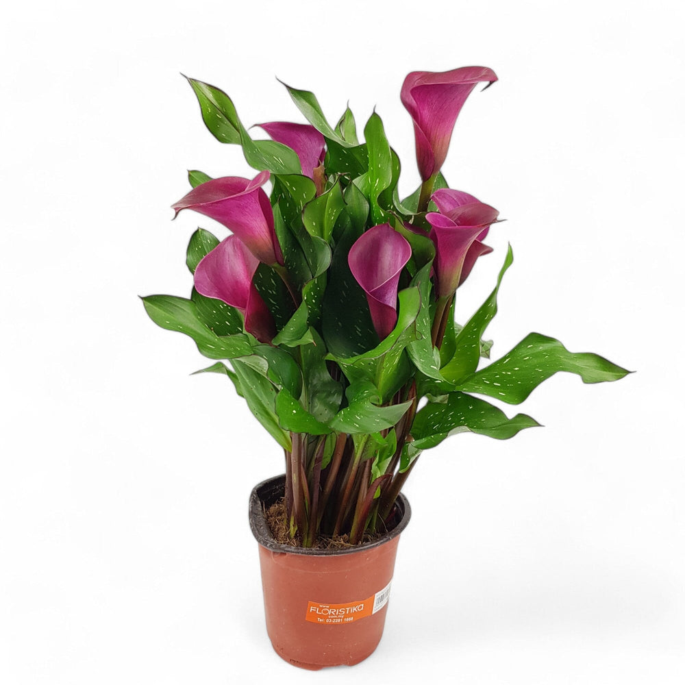 Calla Lily - Assorted Colour