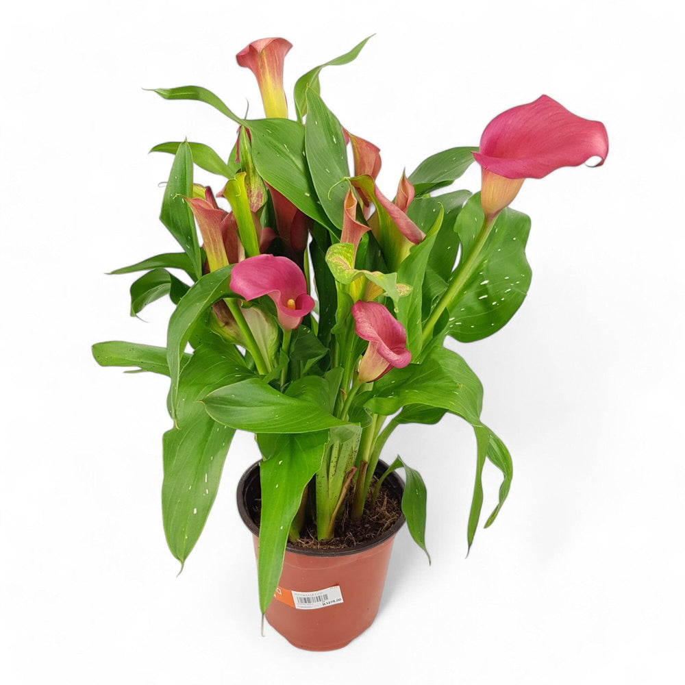 Calla Lily - Assorted Colour