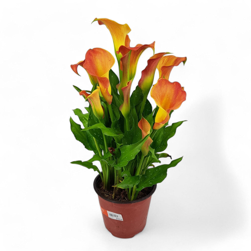 Calla Lily - Assorted Colour