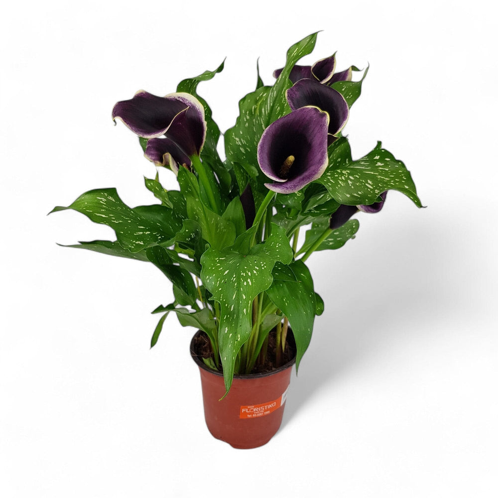 Calla Lily - Assorted Colour