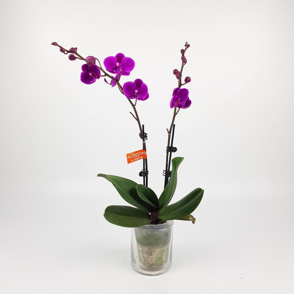 Phalaenopsis Mini Double Stem - Purple*Without Pot*