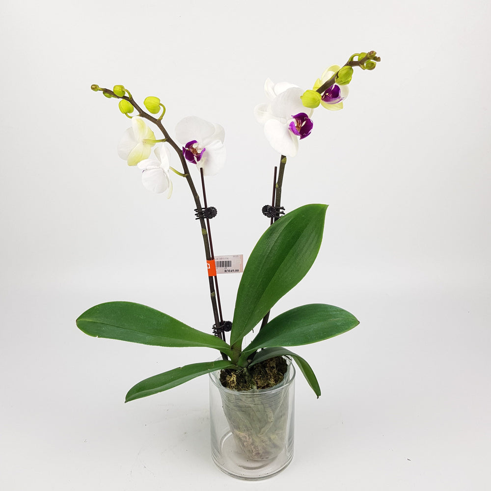 Phalaenopsis Mini Double Stem - White *Without Pot*