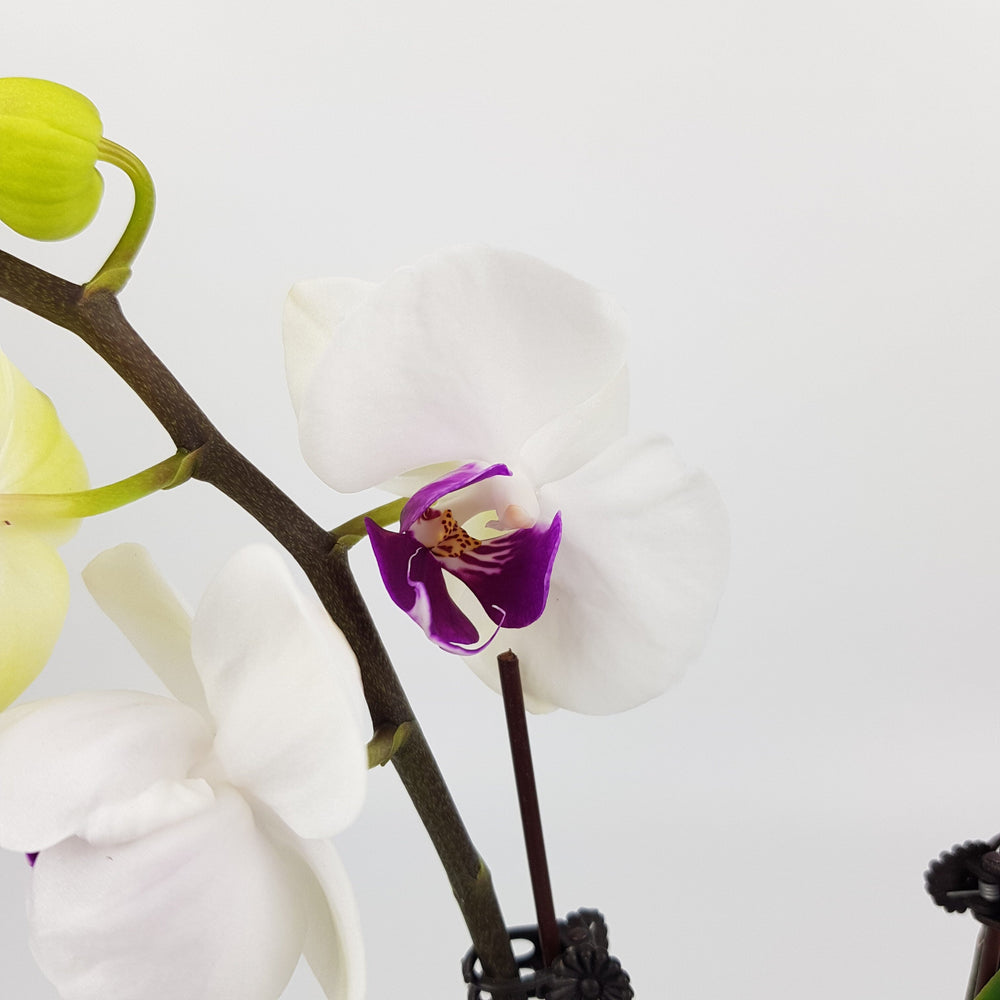 Phalaenopsis Mini Double Stem - White *Without Pot*
