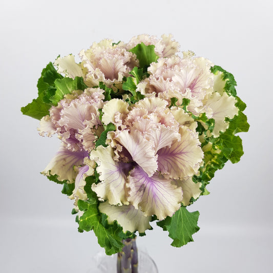 Kale - 2 Tone White Purple