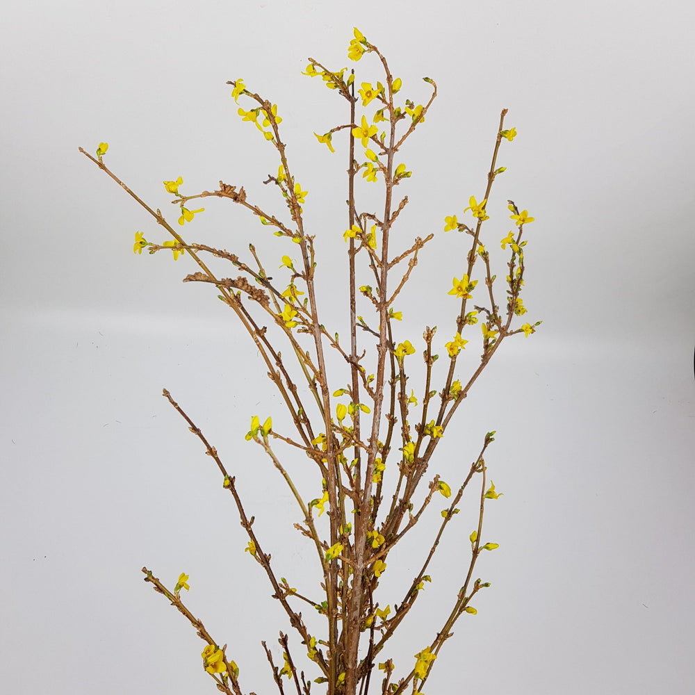 Forsythia - 120cm