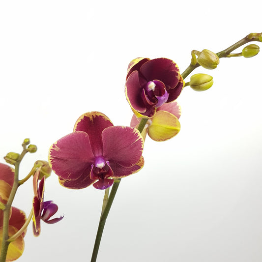 Phalaenopsis Mini Double Stem - 2 Tone Red Purple *Without Pot*