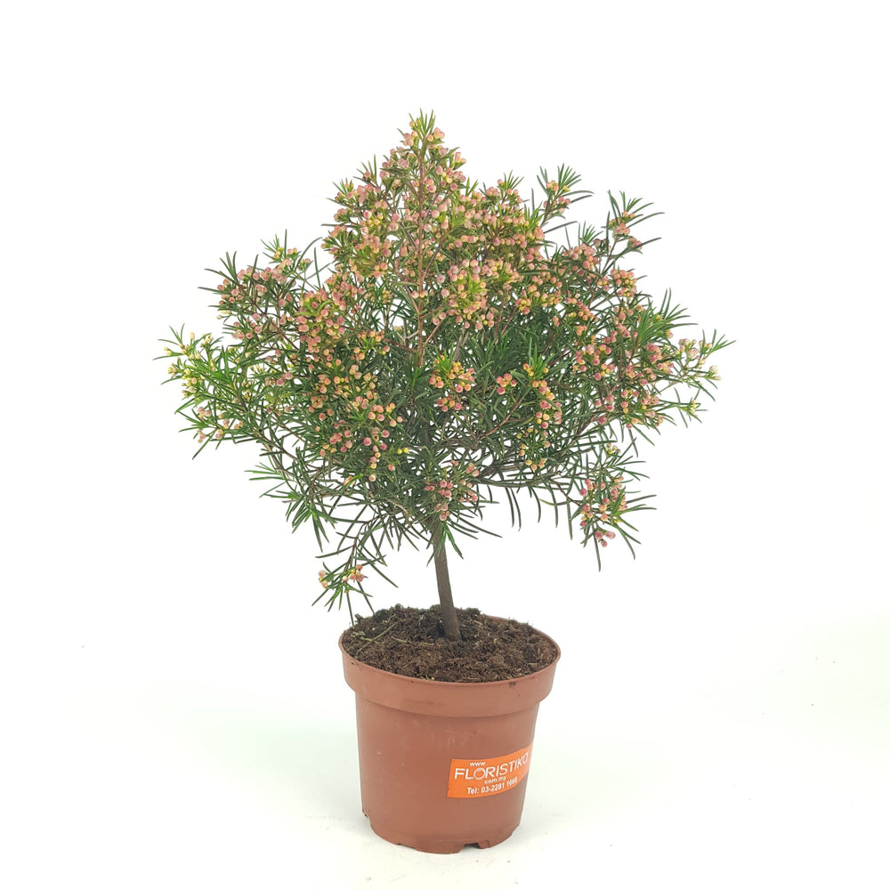 Pot Waxflower