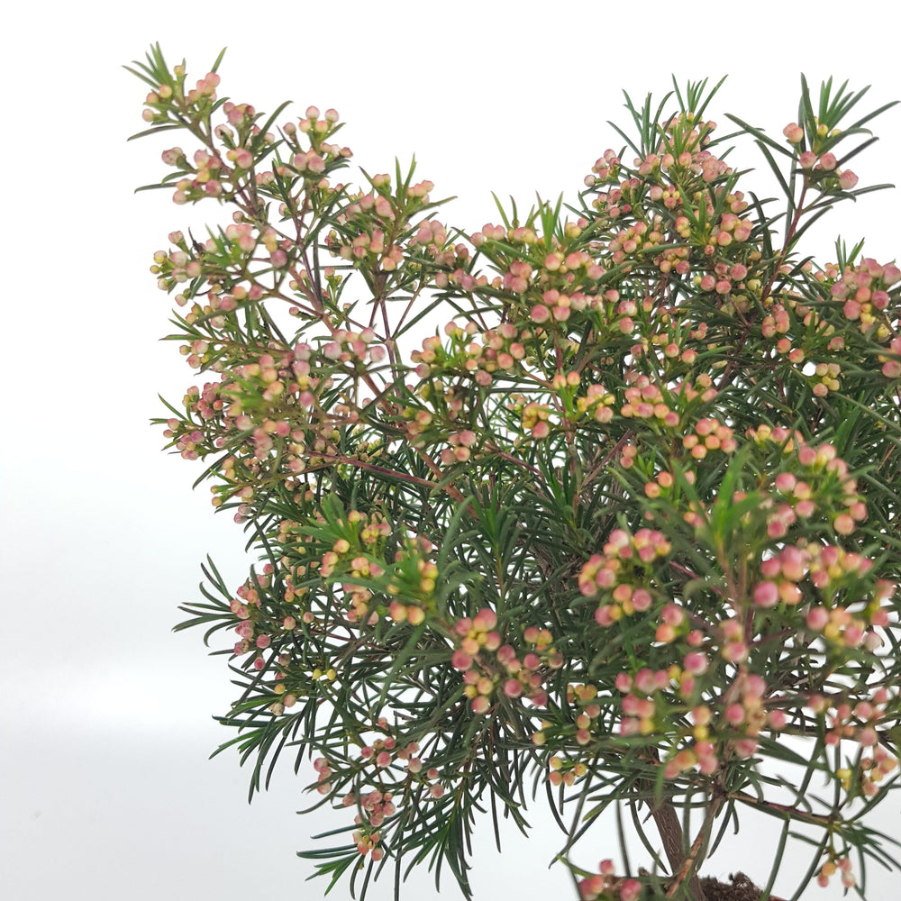 Pot Waxflower