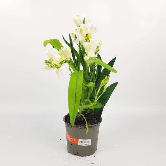 Pot Freesia - White