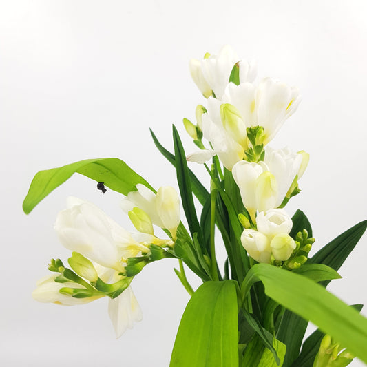 Pot Freesia - White