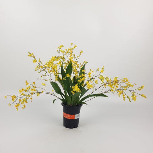 Pot Oxcidium - Yellow (P110)