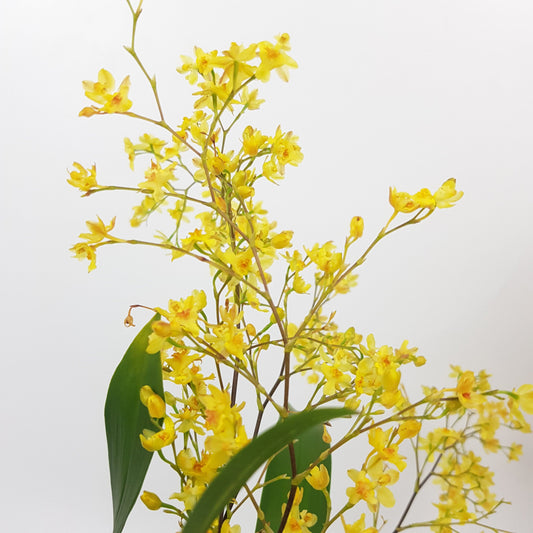 Pot Oxcidium - Yellow (P110)