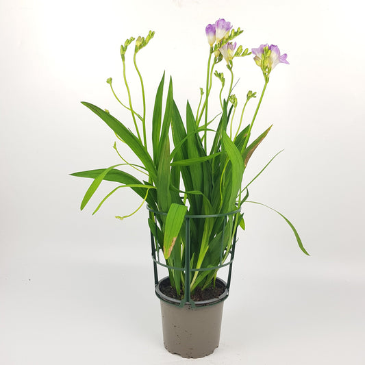 Pot Freesia - Light Purple