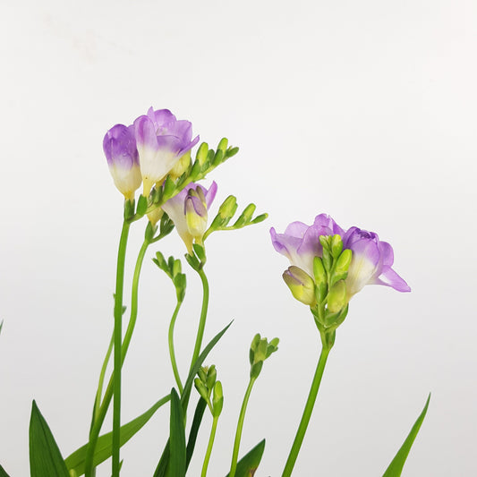 Pot Freesia - Light Purple