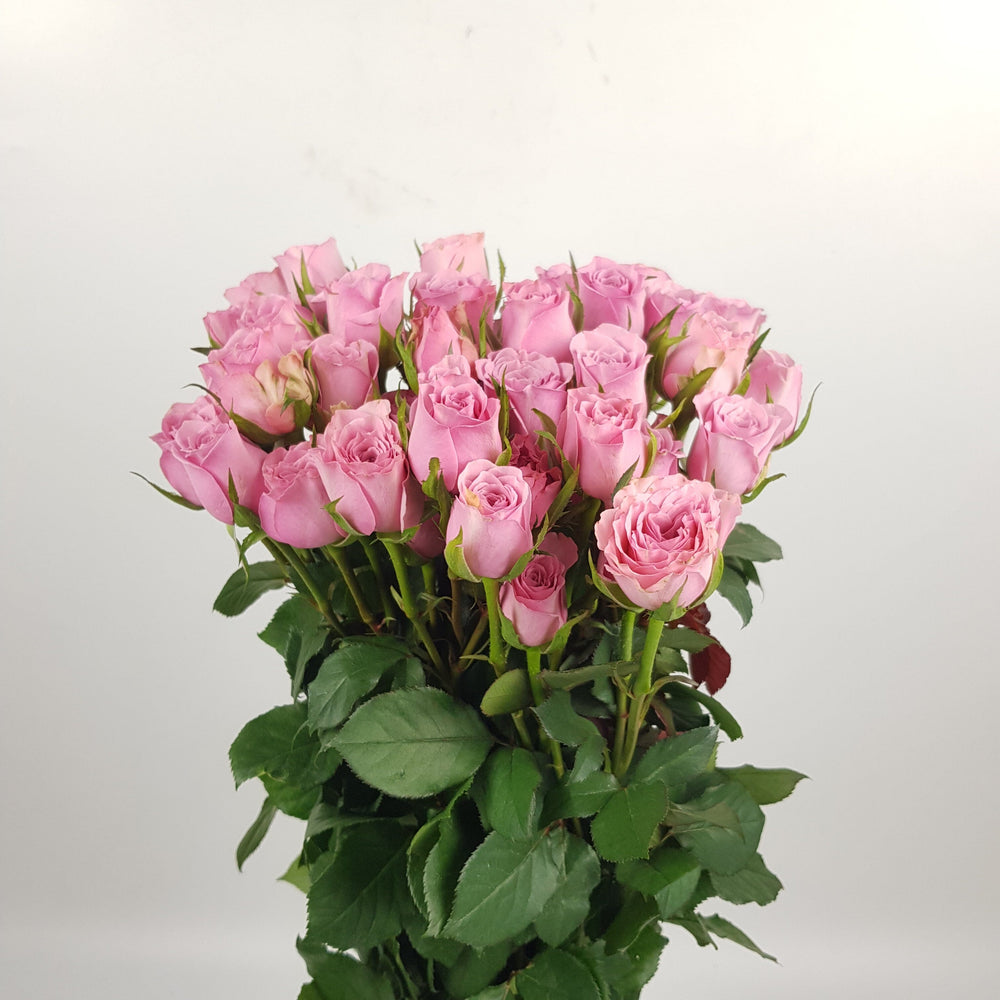 Spray Rose - Sweet Pink