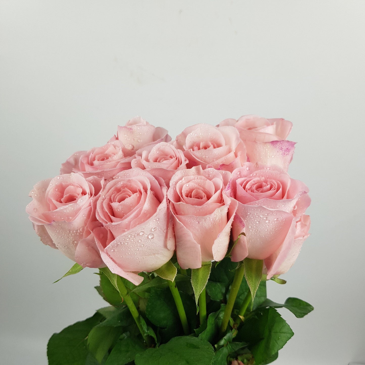 Rose - Light Pink [20 Stems]