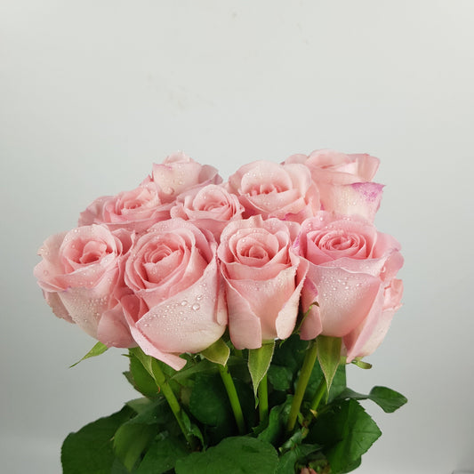 Rose - Light Pink [20 Stems]