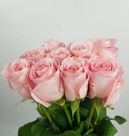 Rose - Perfume Pagoda [10 Stems]