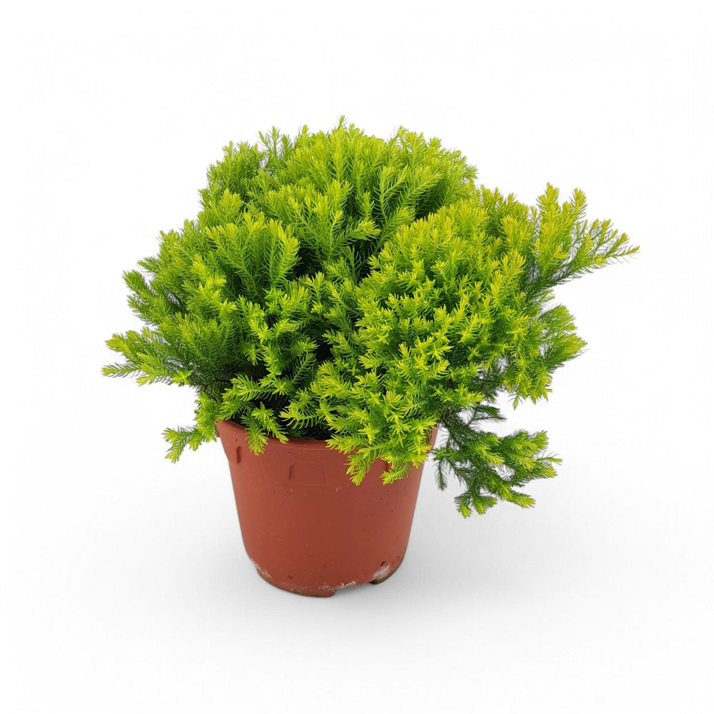 Cupressus Round (P150)