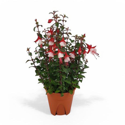 Fuchsia Mini Lipstick (P150)