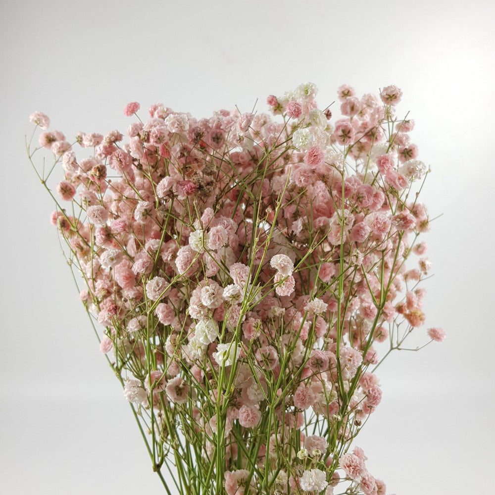 Gypsophilla Baby Breath - Light Pink (250G)