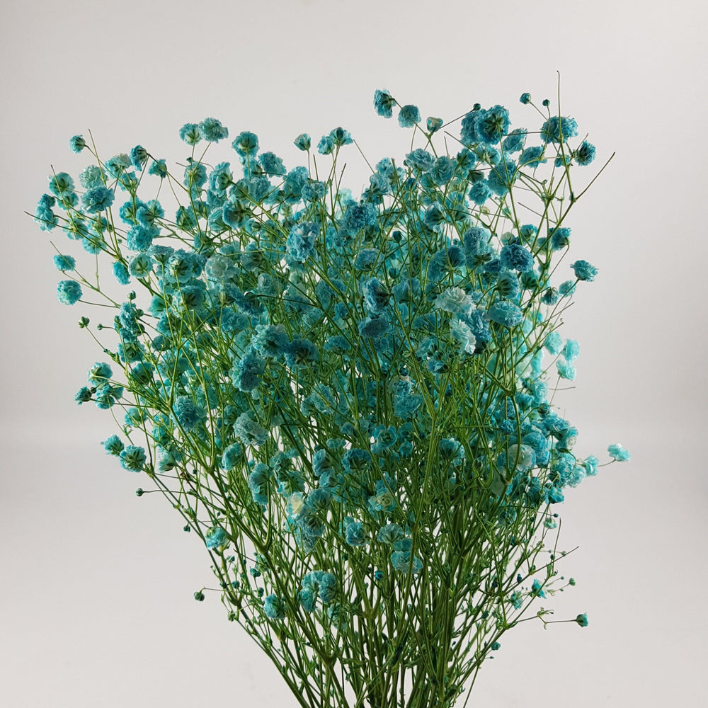 Gypsophilla Baby Breath - Blue (250G)