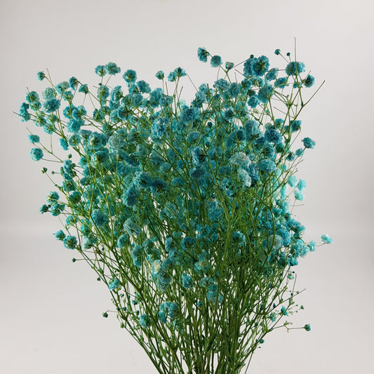 Gypsophilla Baby Breath - Blue (250G)