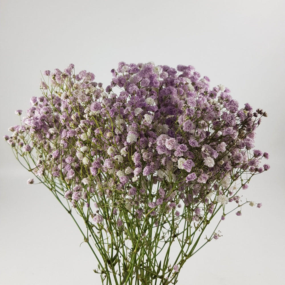 Gypsophilla Baby Breath - Purple (250G)