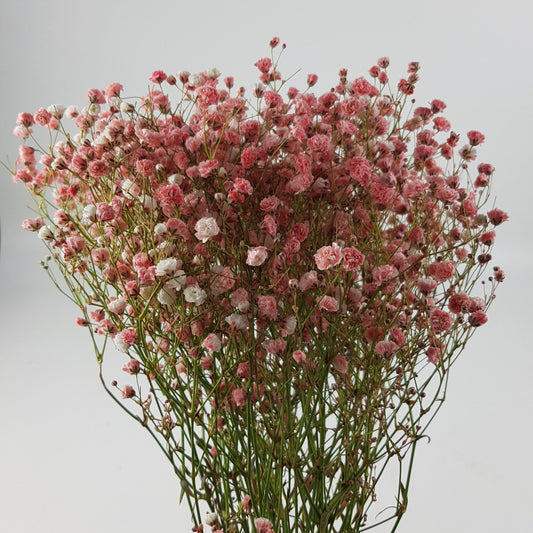 Gypsophilla Baby Breath - Red (250G)