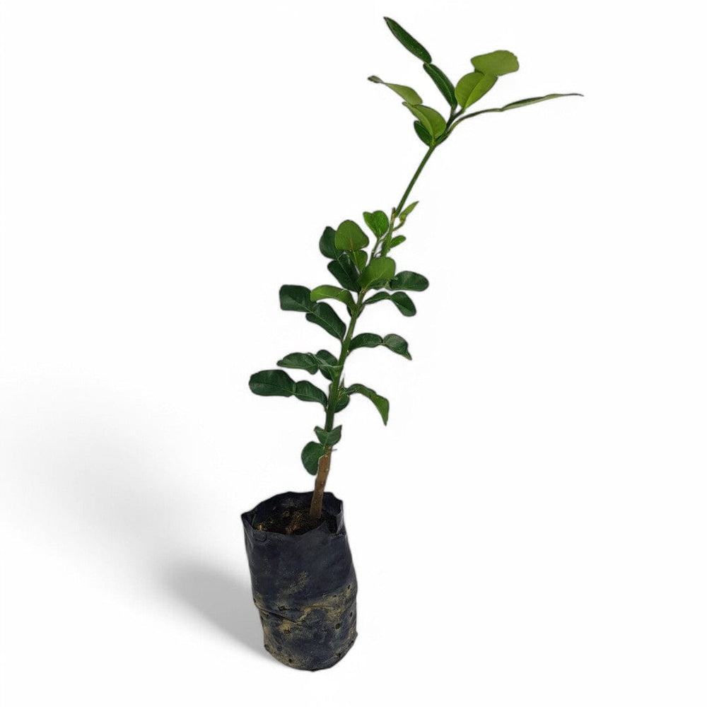 Kafirr Lime Tree (Limau Purut)