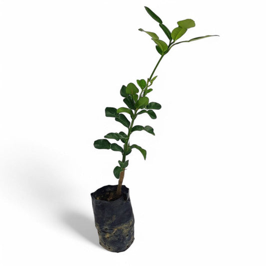 Kafirr Lime Tree (Limau Purut)