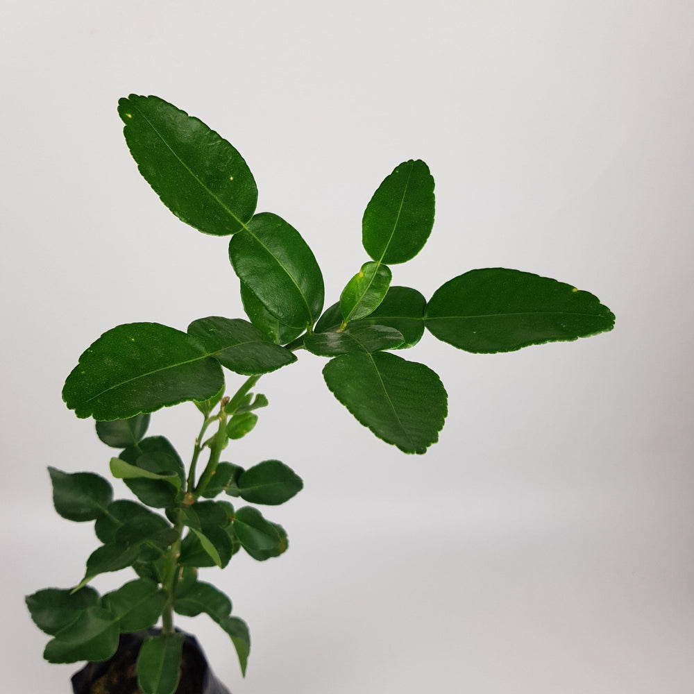 Kafirr Lime Tree (Limau Purut)