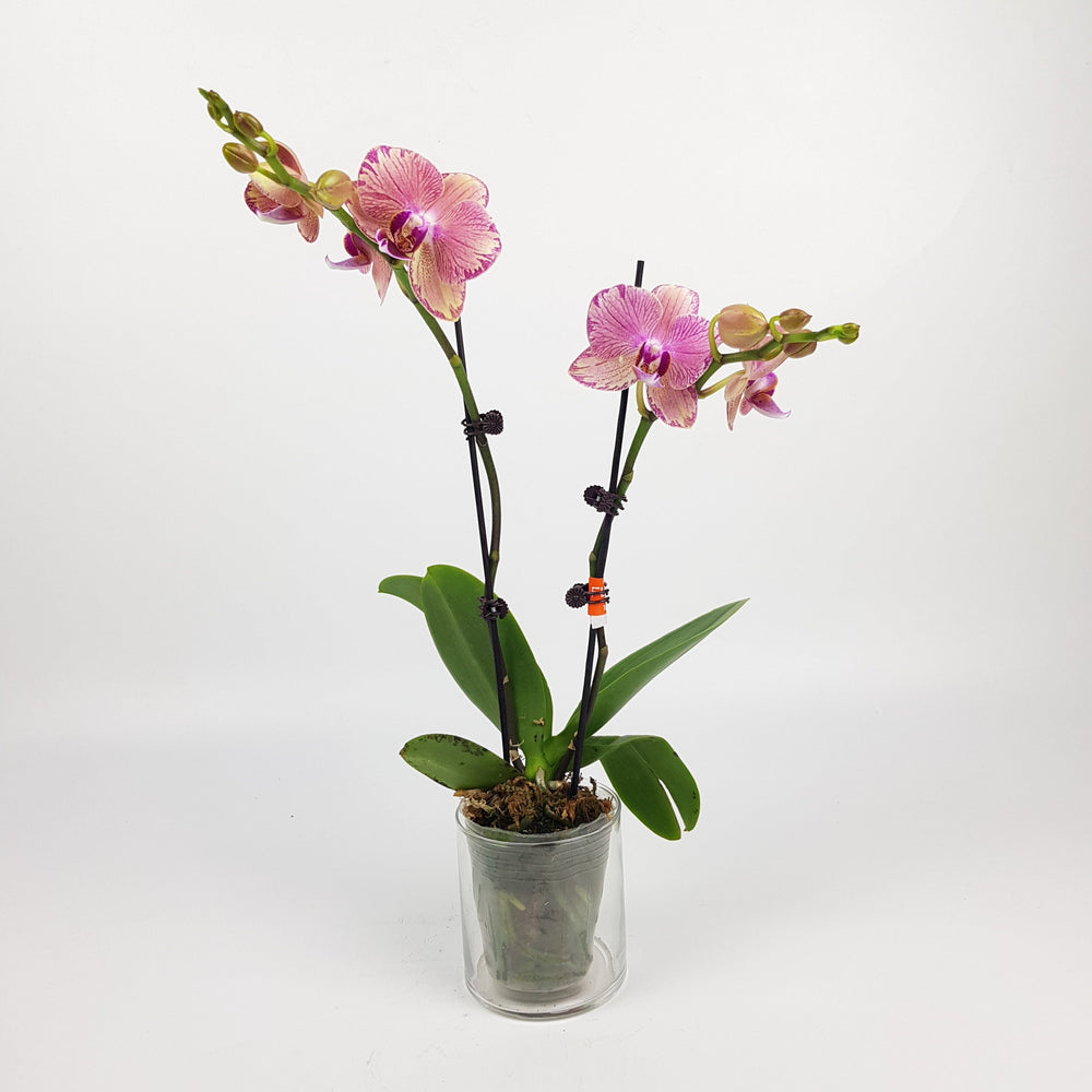Phalaenopsis Mini Double Stem - 2 Tone Purple *Without Pot*