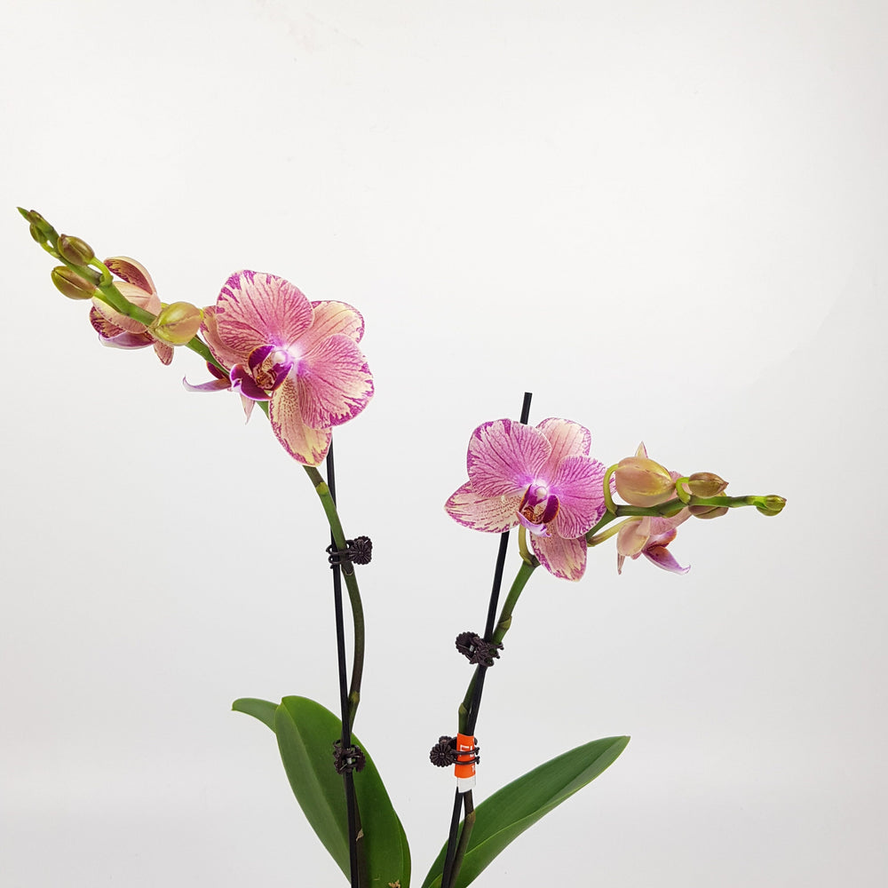 Phalaenopsis Mini Double Stem - 2 Tone Purple *Without Pot*