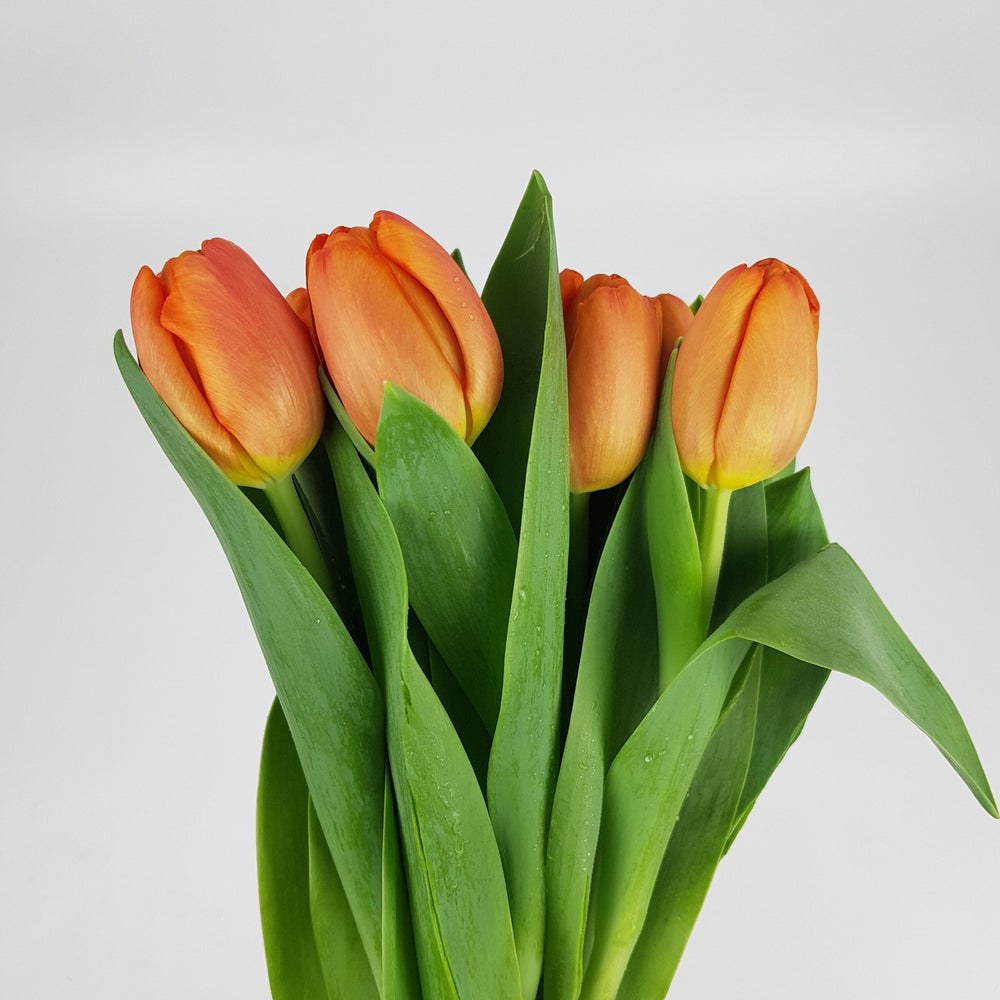 Tulip - Orange