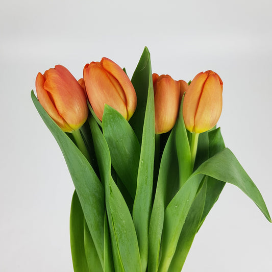 Tulip - Orange