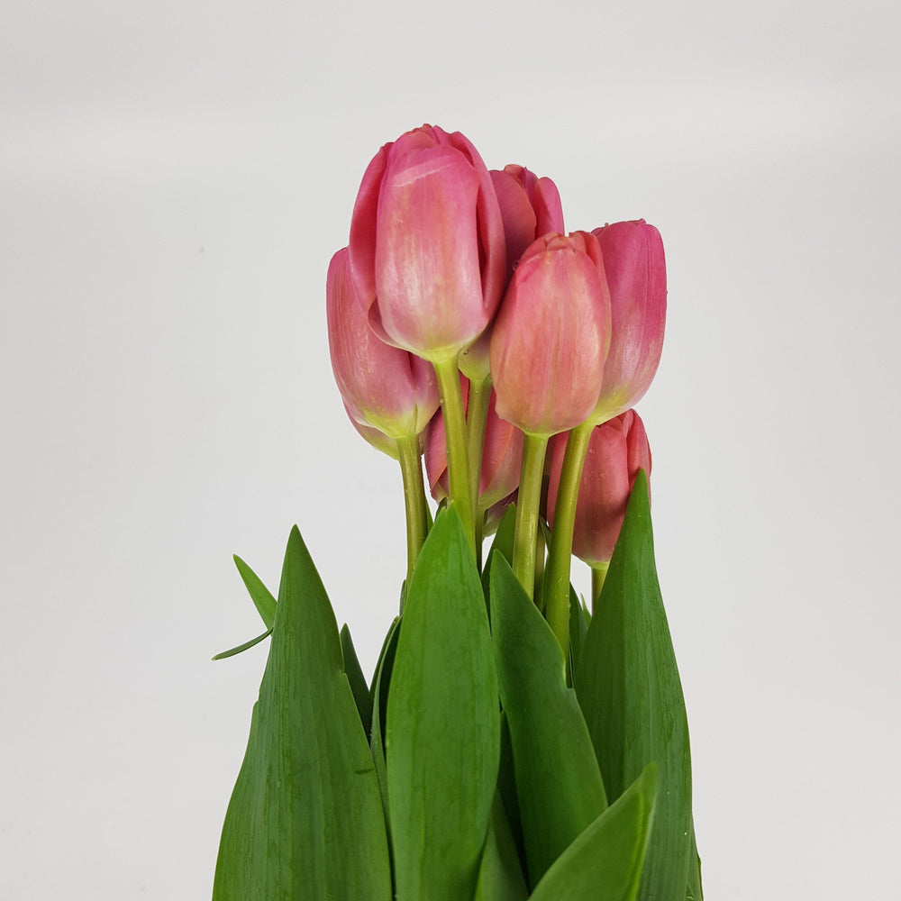 Tulip - Pink