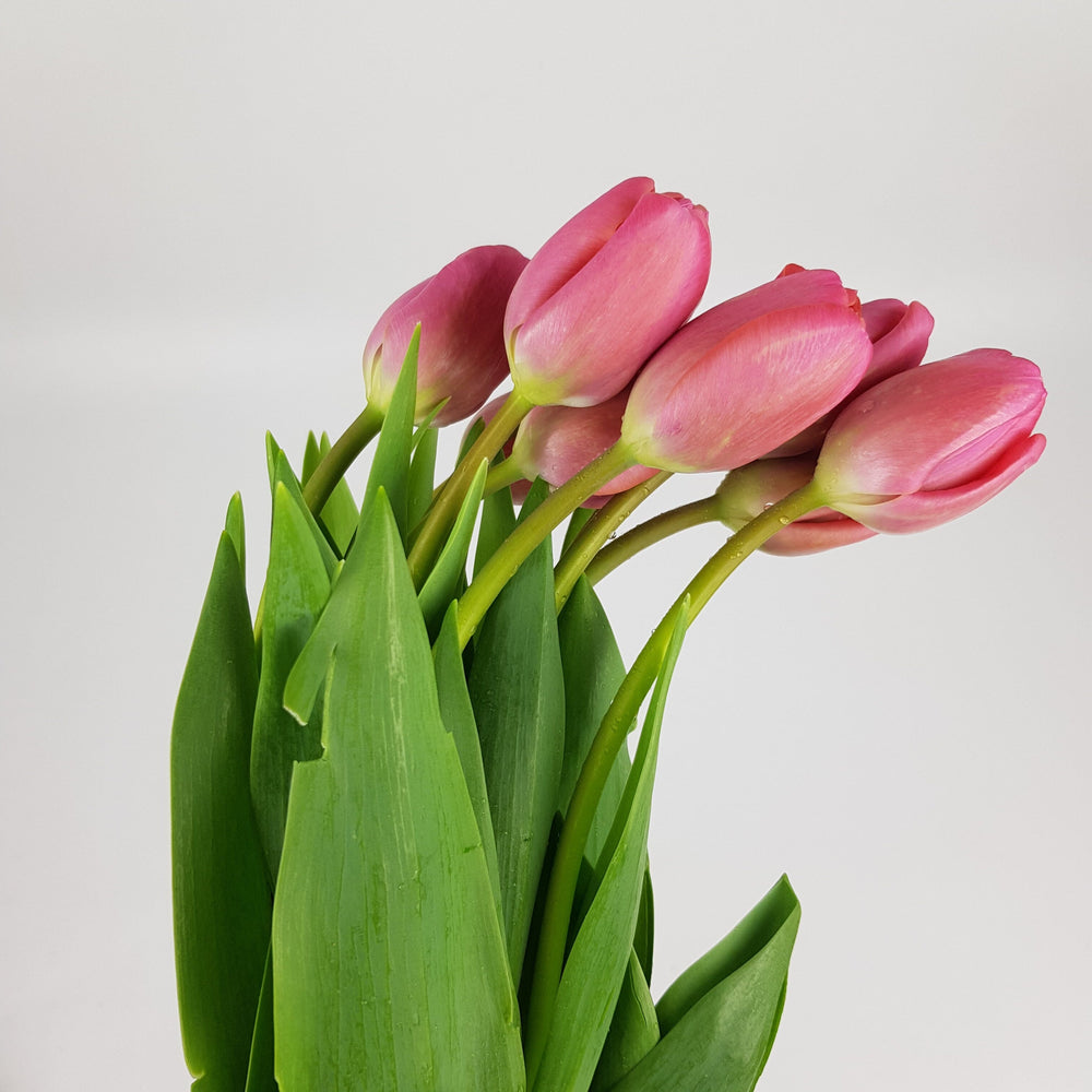 Tulip - Pink