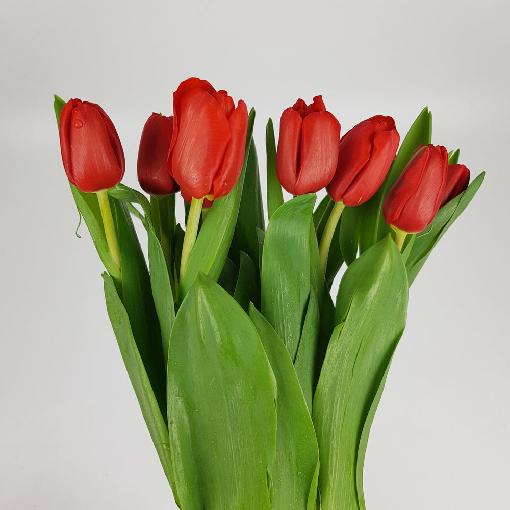 Tulip - Red