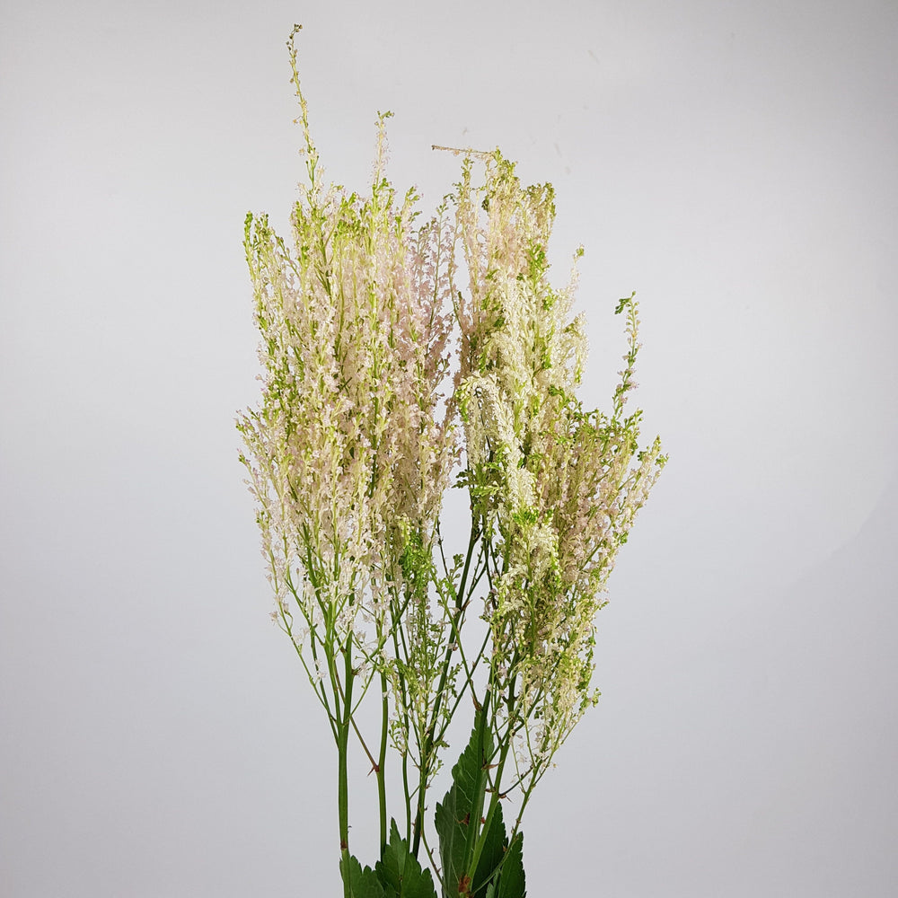 Astilbe - Light Pink