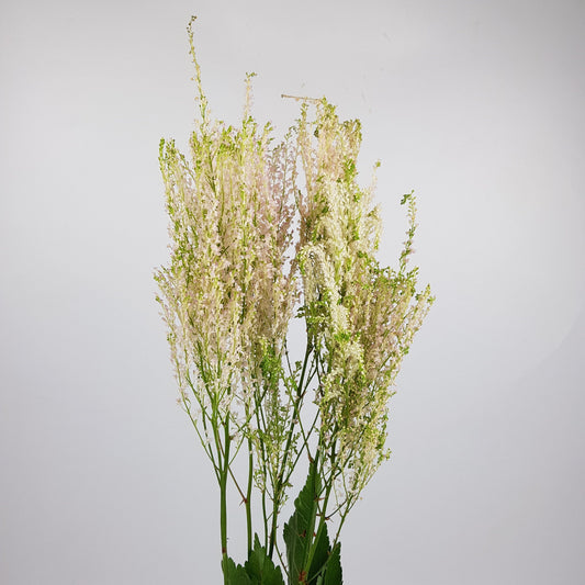 Astilbe - Light Pink