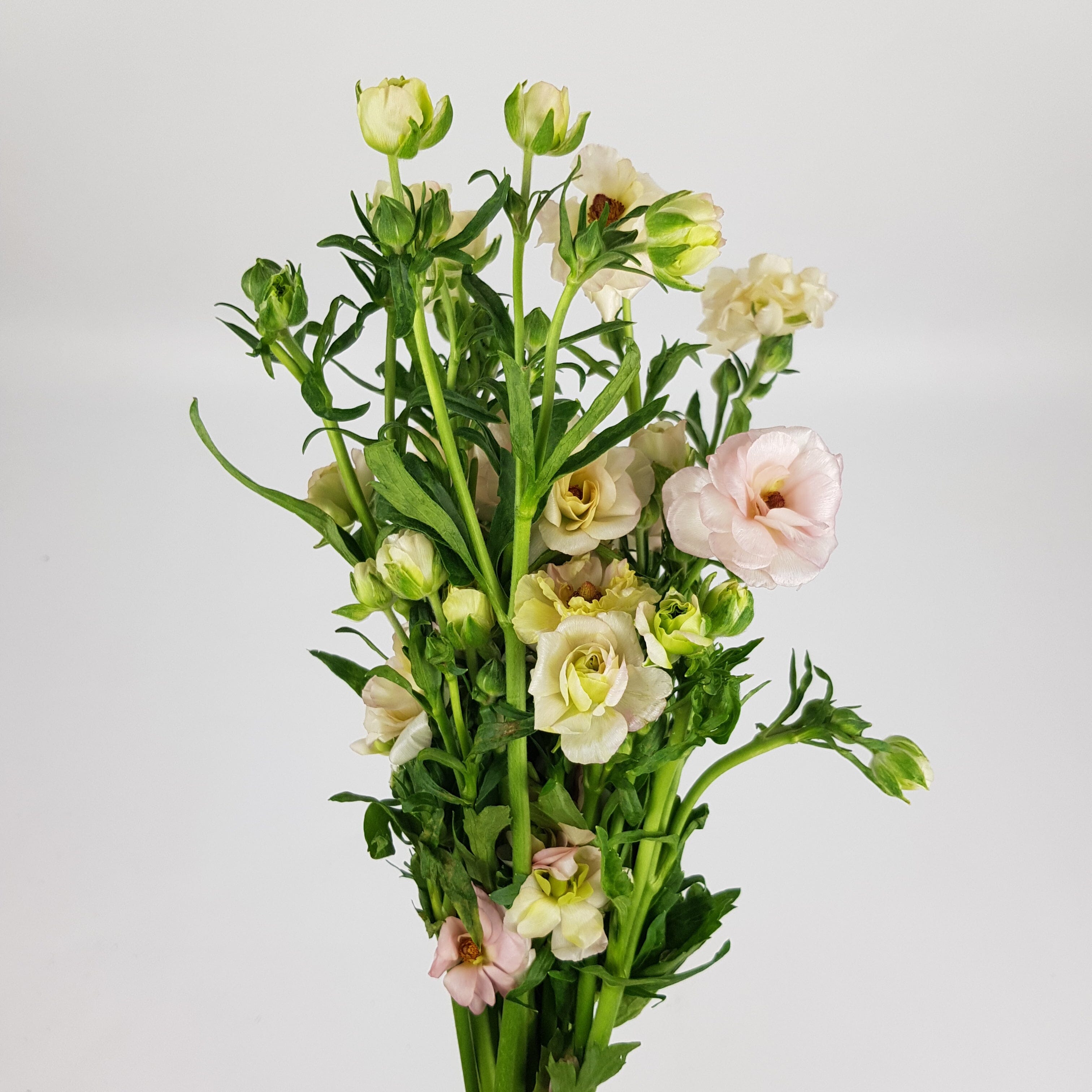 Pink Ranunculus Import Ranunculus (Imported) - Light Pink | Floristika Bangsar