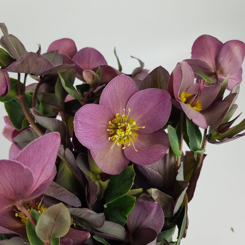 Hellebore