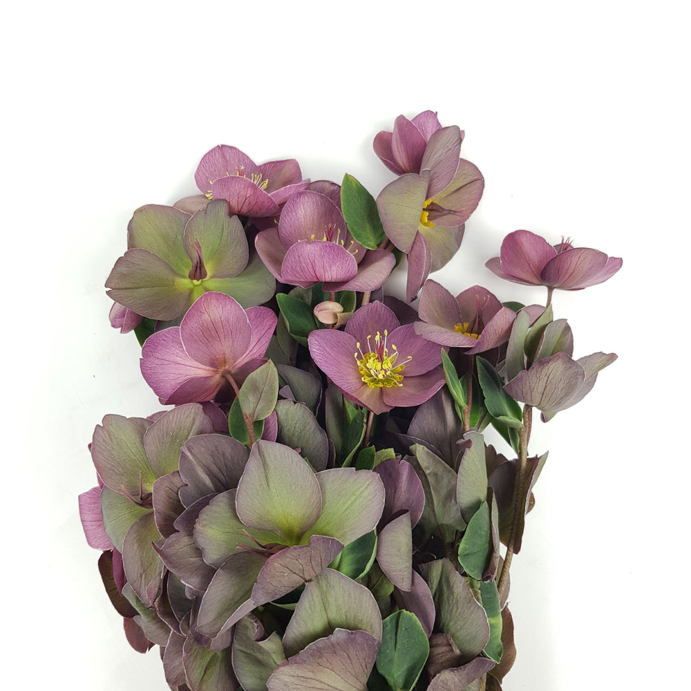 Hellebore