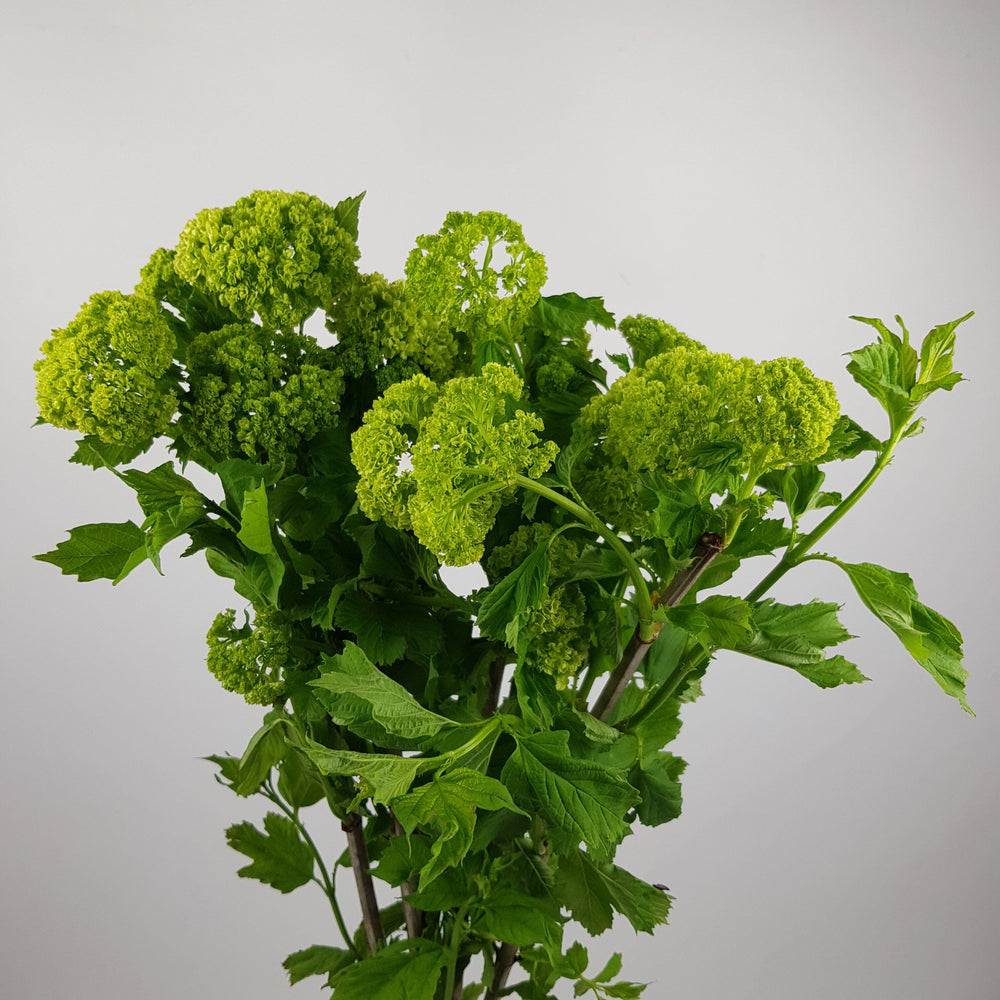 Viburnum - Green