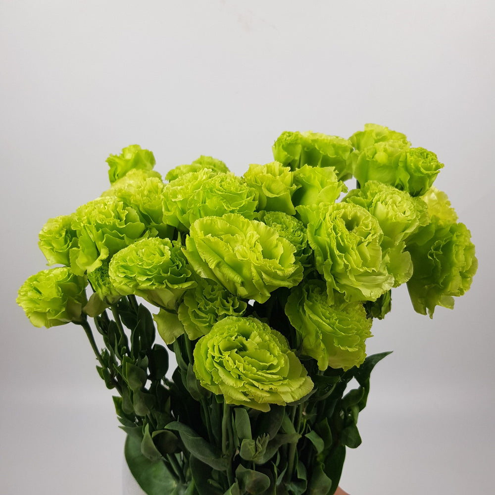 Eustoma Wavy - Green