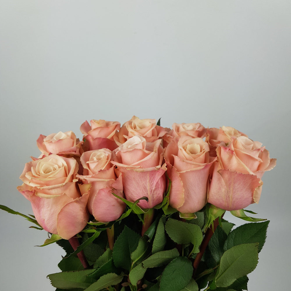 Rose - Marzipan Pink