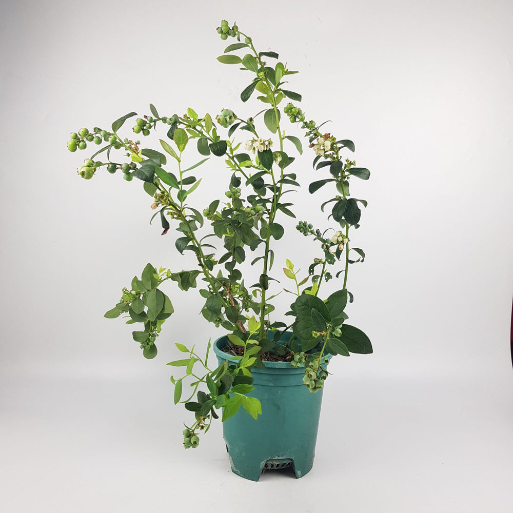 Pot Blueberry
